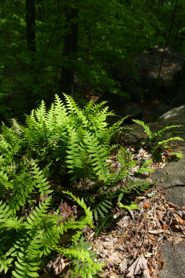 Polypodium sp. (Rock Polypody)