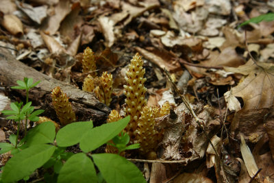 Conopholis americana- Squawroot