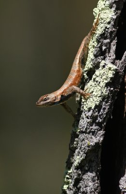 Northern Fence Lizard