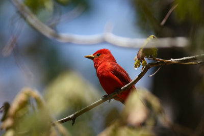 Summer Tanager (uncropped)