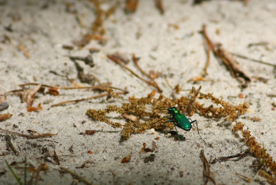 Six-spotted Tiger Beetle