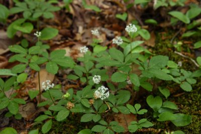 Panax trifolius (Dwarf Ginseng)