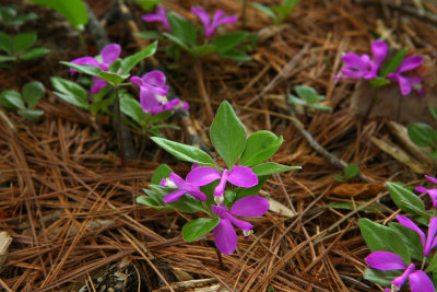 Polygala paucifolia (Fringed Polygala)