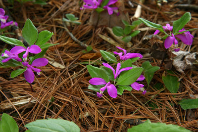 Polygala paucifolia (Fringed Polygala)