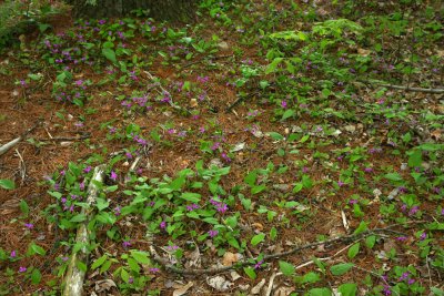 Polygala paucifolia (Fringed Polygala)