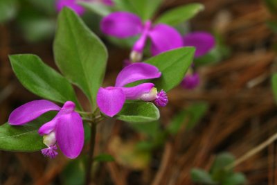 Polygala paucifolia (Fringed Polygala)