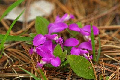Polygala paucifolia (Fringed Polygala)