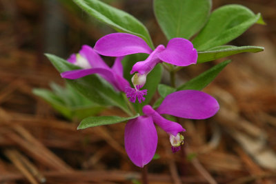 Polygala paucifolia (Fringed Polygala)