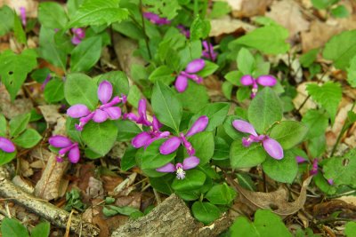 Polygala paucifolia (Fringed Polygala)