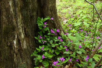 Polygala paucifolia (Fringed Polygala)