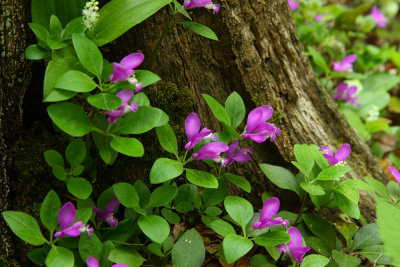Polygala paucifolia (Fringed Polygala)