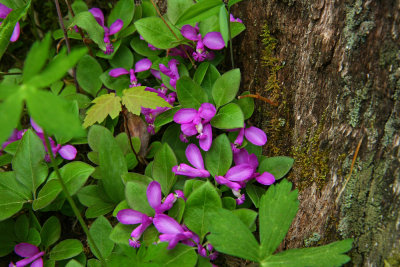 Polygala paucifolia (Fringed Polygala)