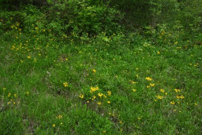 Senecio sp. (Golden Ragwort)