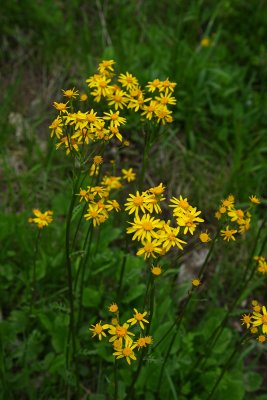 Senecio sp. (Golden Ragwort)