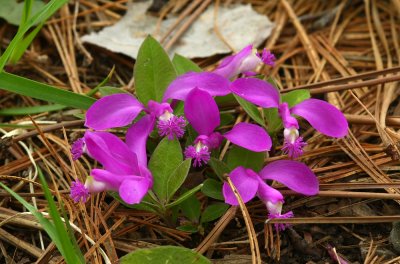 Polygala paucifolia (Fringed Polygala)