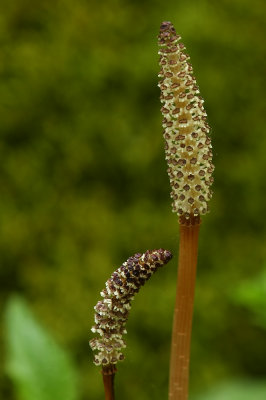 Equisetum arvense (Field Horsetail)