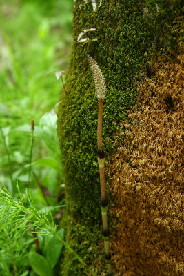 Equisetum arvense (Field Horsetail)