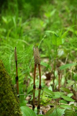 Equisetum arvense (Field Horsetail)