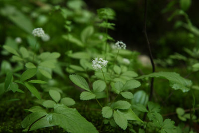 Panax trifolius (Dwarf Ginseng)