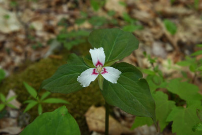Trillium undulatum (Painted Trillium)