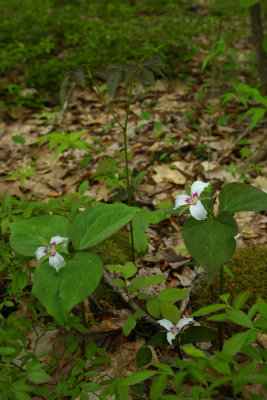 Trillium undulatum (Painted Trillium)