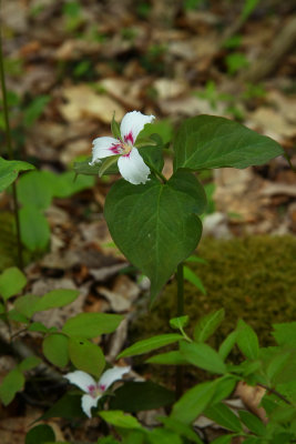 Trillium undulatum (Painted Trillium)