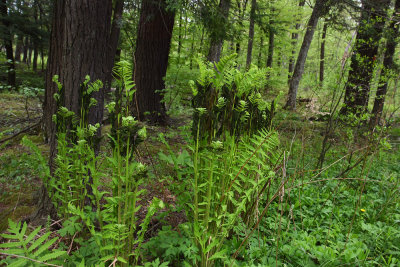 Osmunda claytoniana (Interrupted Fern)