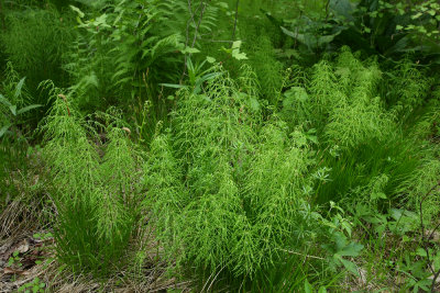 Equisetum sylvaticum- Woodland Horsetail