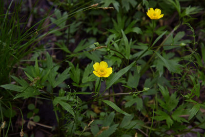 Ranunculus hispidus- Swamp Buttercup