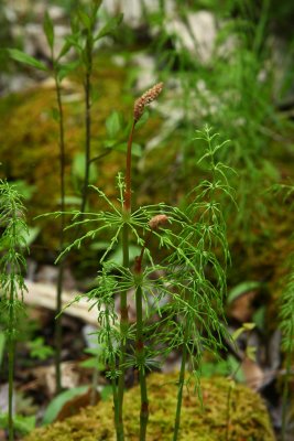 Equisetum sylvaticum- Woodland Horsetail