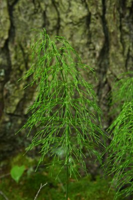 Equisetum sylvaticum- Woodland Horsetail