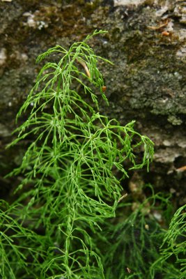 Equisetum sylvaticum- Woodland Horsetail