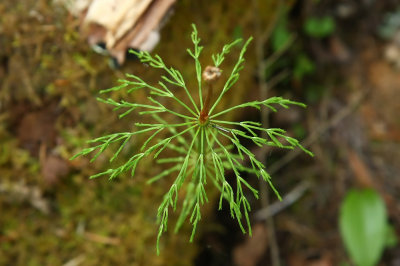 Equisetum sylvaticum- Woodland Horsetail