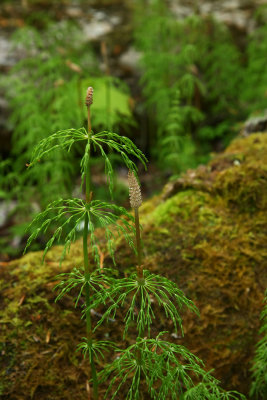 Equisetum sylvaticum- Woodland Horsetail