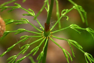 Equisetum sylvaticum- Woodland Horsetail