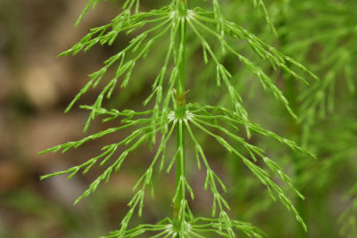Equisetum sylvaticum- Woodland Horsetail