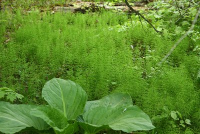 Equisetum sylvaticum- Woodland Horsetail
