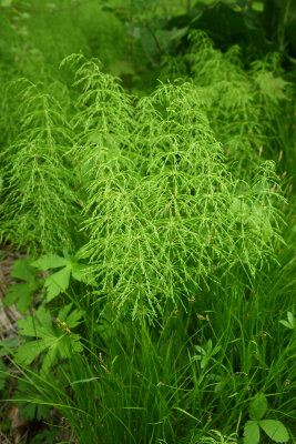 Equisetum sylvaticum- Woodland Horsetail