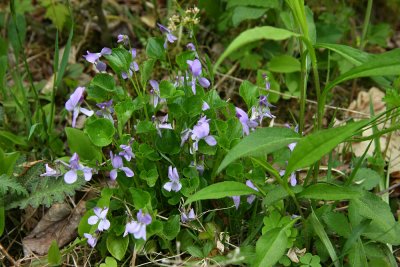 Viola conspersa- Dog Violet