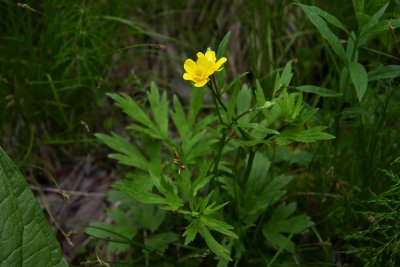Ranunculus hispidus- Swamp Buttercup