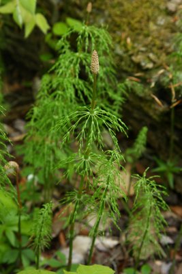 Equisetum sylvaticum- Woodland Horsetail