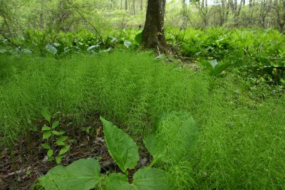 Equisetum sylvaticum- Woodland Horsetail