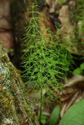 Equisetum sylvaticum- Woodland Horsetail