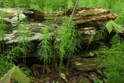 Equisetum sylvaticum- Woodland Horsetail