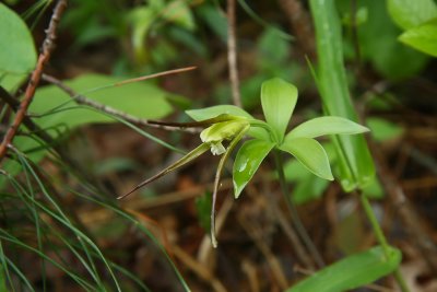 Isotria verticillata- Large Whorled Pogonia