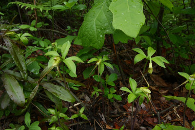 Isotria verticillata- Large Whorled Pogonia