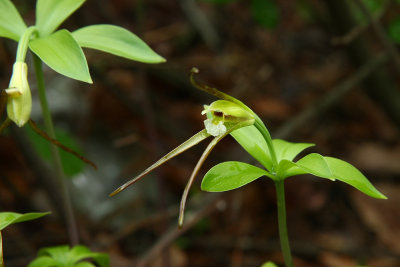 Isotria verticillata