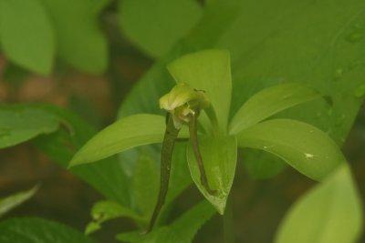 Isotria verticillata- Large Whorled Pogonia