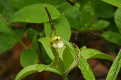 Isotria verticillata- Large Whorled Pogonia