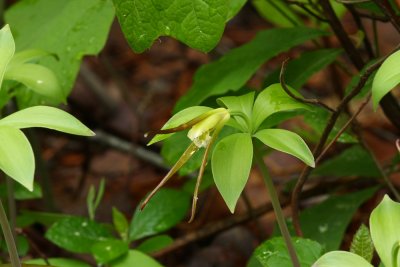 Isotria verticillata- Large Whorled Pogonia